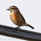 Stonechat