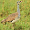 Bustard - White-bellied Bustard