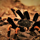 Costa Rican Orange-kneed Tarantula