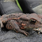 Toad