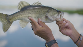 Largemouth Bass Blitz in Blue Cypress Lake and St. John's River Watershed thumbnail