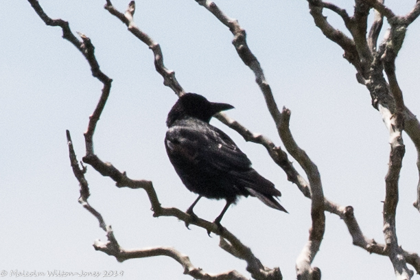 Carrion Crow