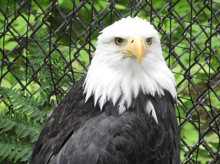  An eagle recovering at the Alaska Raptor Center in Sitka, Alaska. 