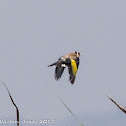 Goldfinch; Jilguero