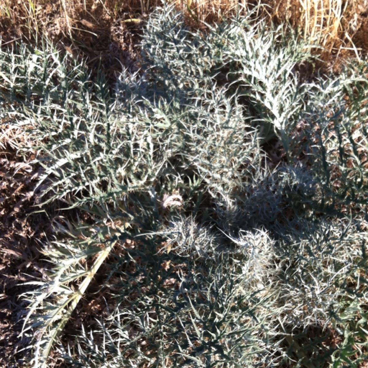 Artichoke Thistle