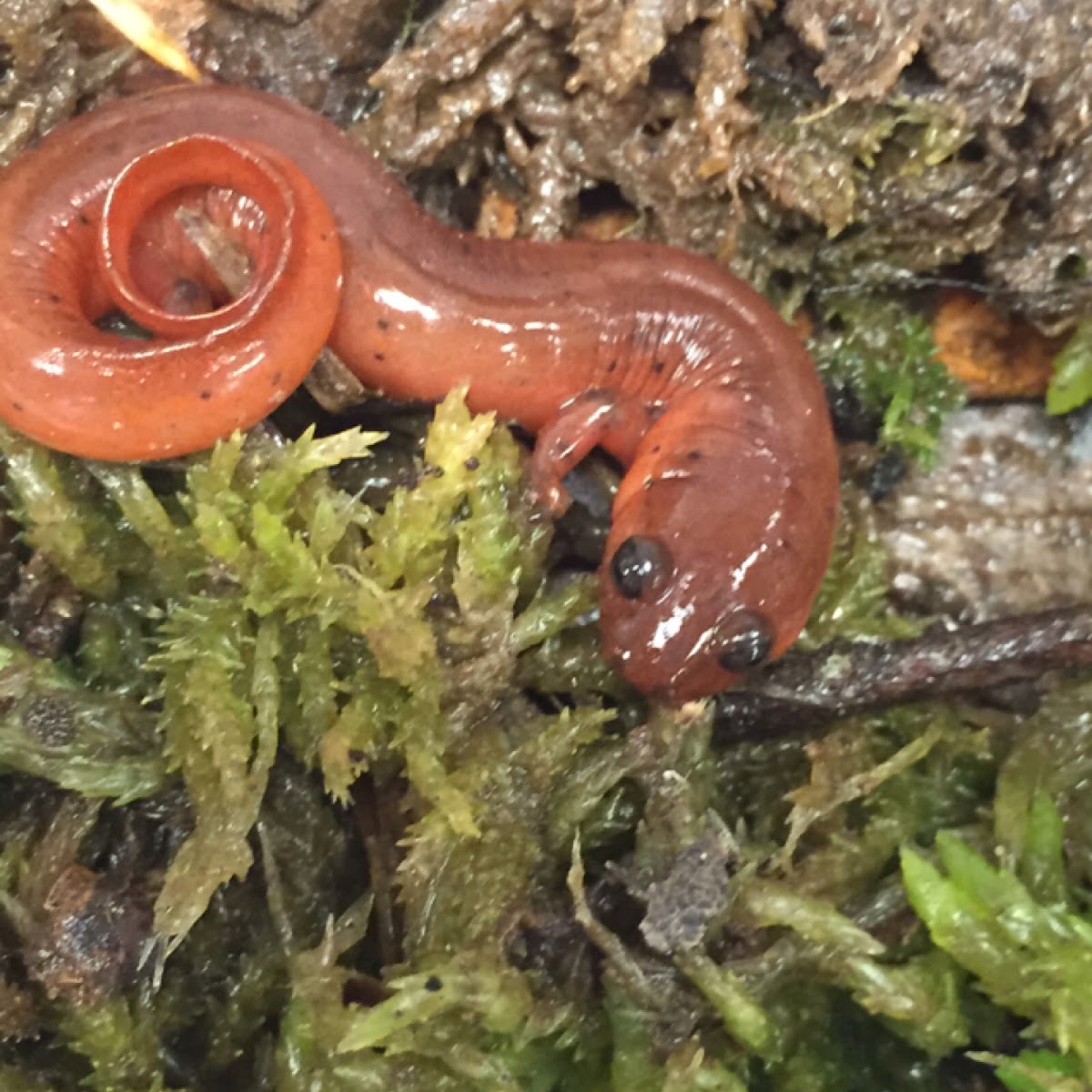 Eastern Mud Salamander