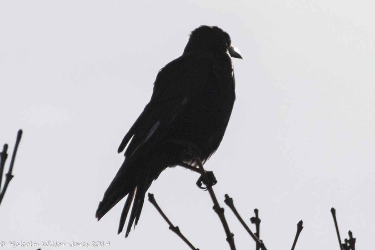 Carrion Crow