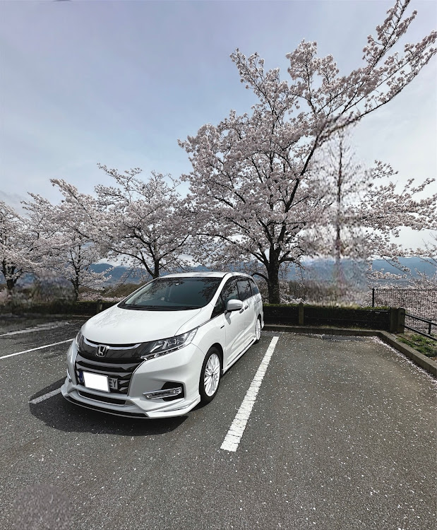 オデッセイのサクラと愛車・Admiration COMPLETE・桜コラボ・白ホイに関するカスタム事例の投稿画像4枚目