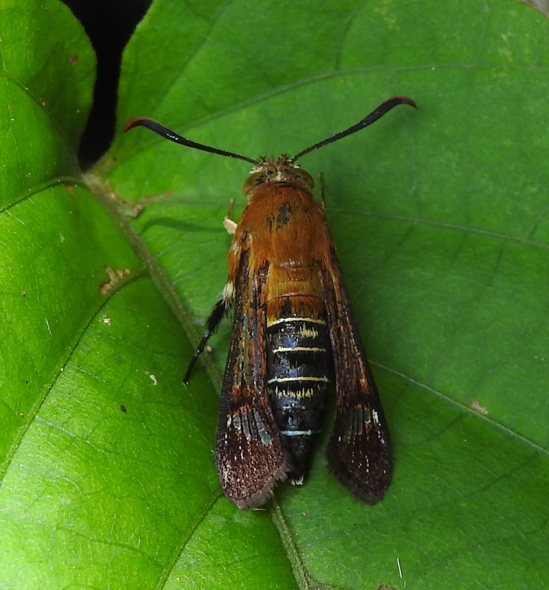 Sesiidae moth