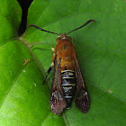 Sesiidae moth