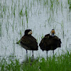 white faced duck