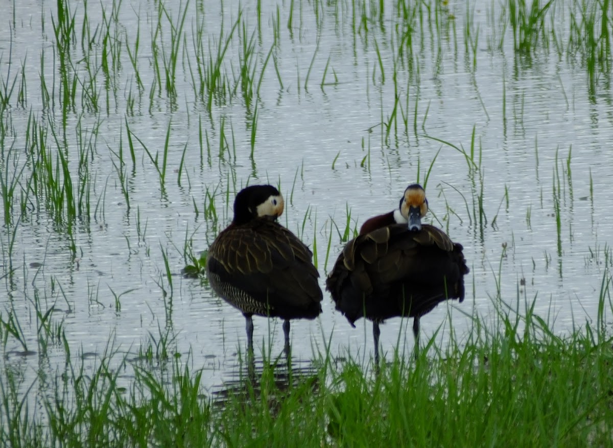 white faced duck