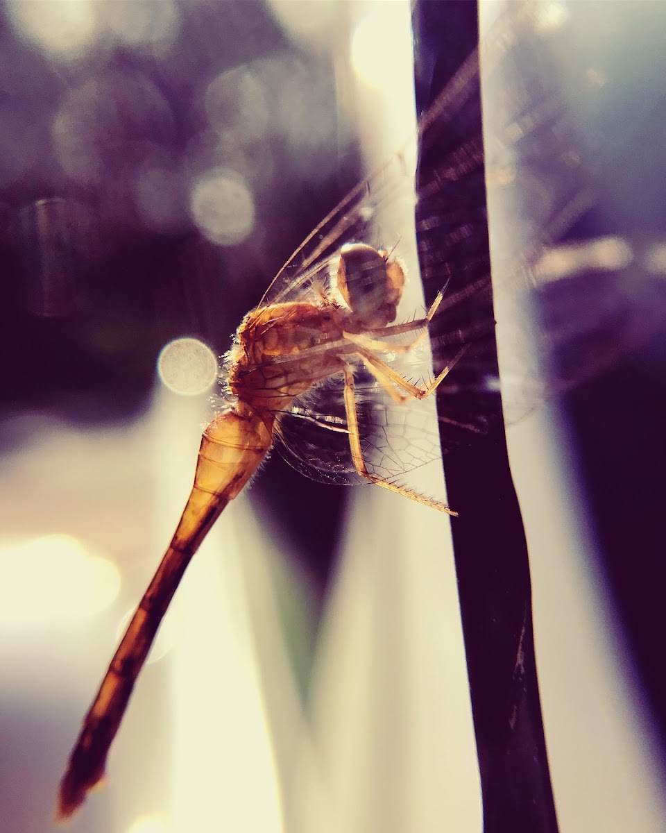 Autumn Meadowhawk