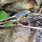 Common garter snake