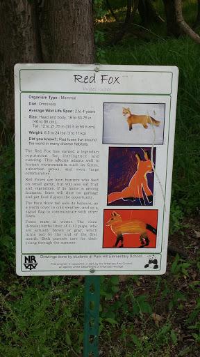 Red Fox