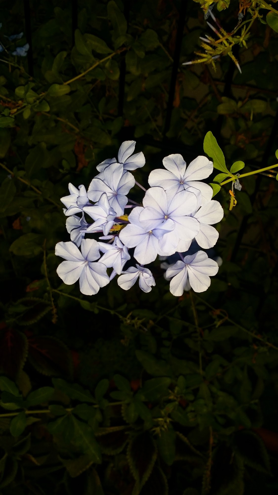 Blue Flowers  di Melyssa