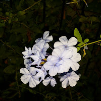 Blue Flowers  di 