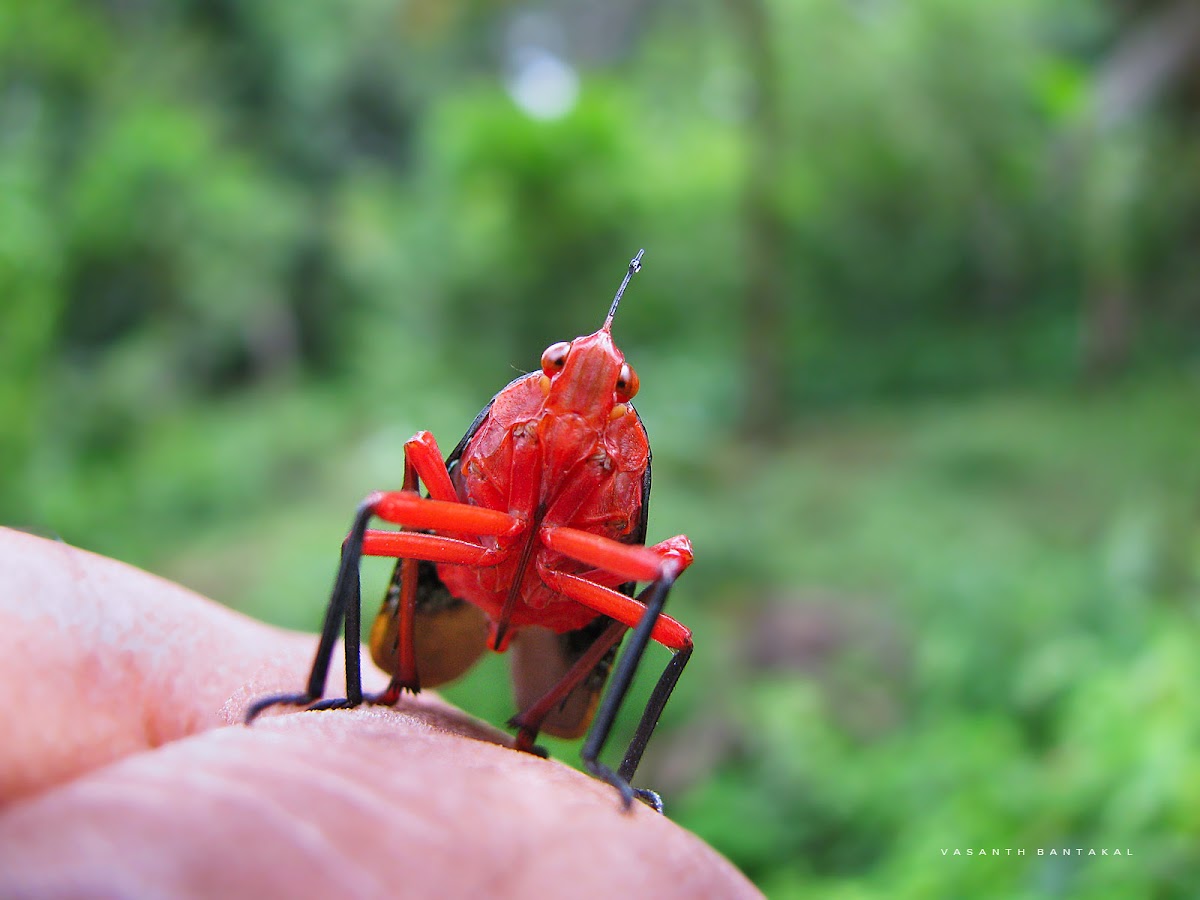 lantern bug