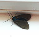 Virginia Ctenucha Moth