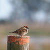 Gorrión molinero (Eurasian tree sparrow)