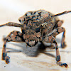 Asian Long-Horned Beetle