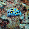 Warty nudibranch