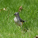 Tufted Titmouse