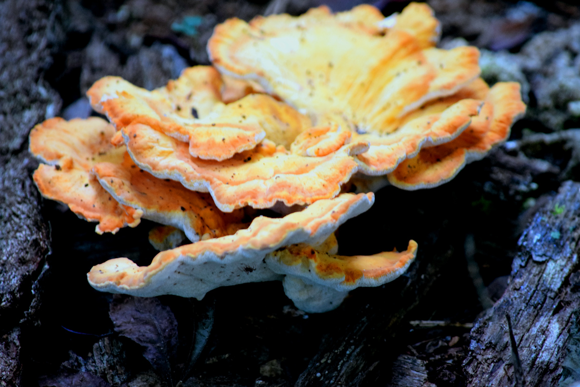 Chicken of the Woods