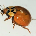 Multi-colored Asian Ladybug