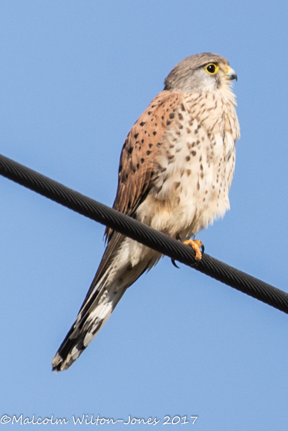 Kestrel; Cernícalo Real