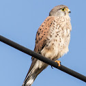 Kestrel; Cernícalo Real