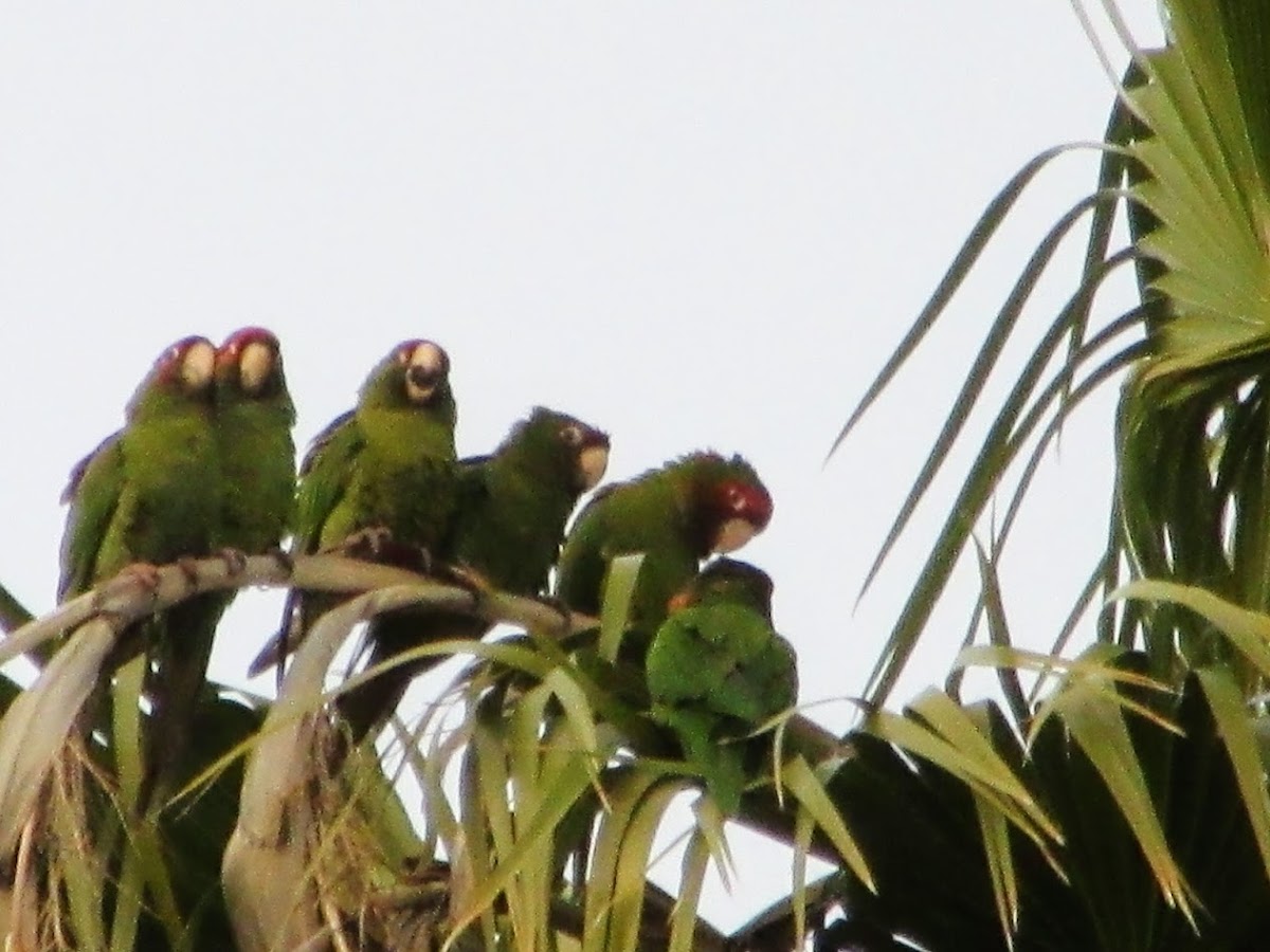 Mitred Parakeets