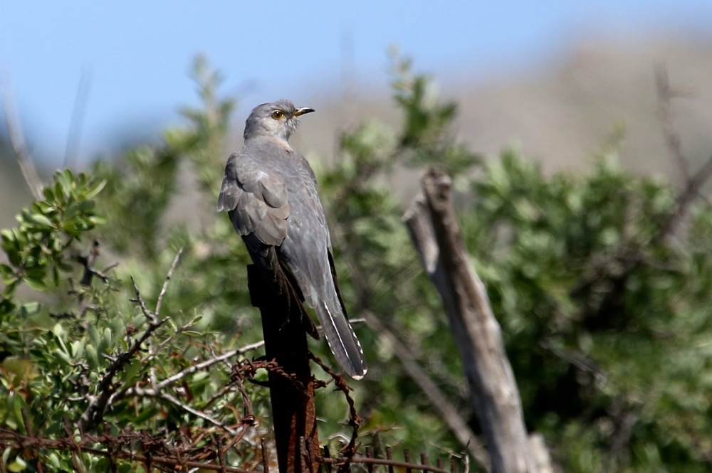 Common Cuckoo