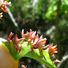 Black Cherry Finger Gall Mite