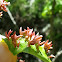 Black Cherry Finger Gall Mite