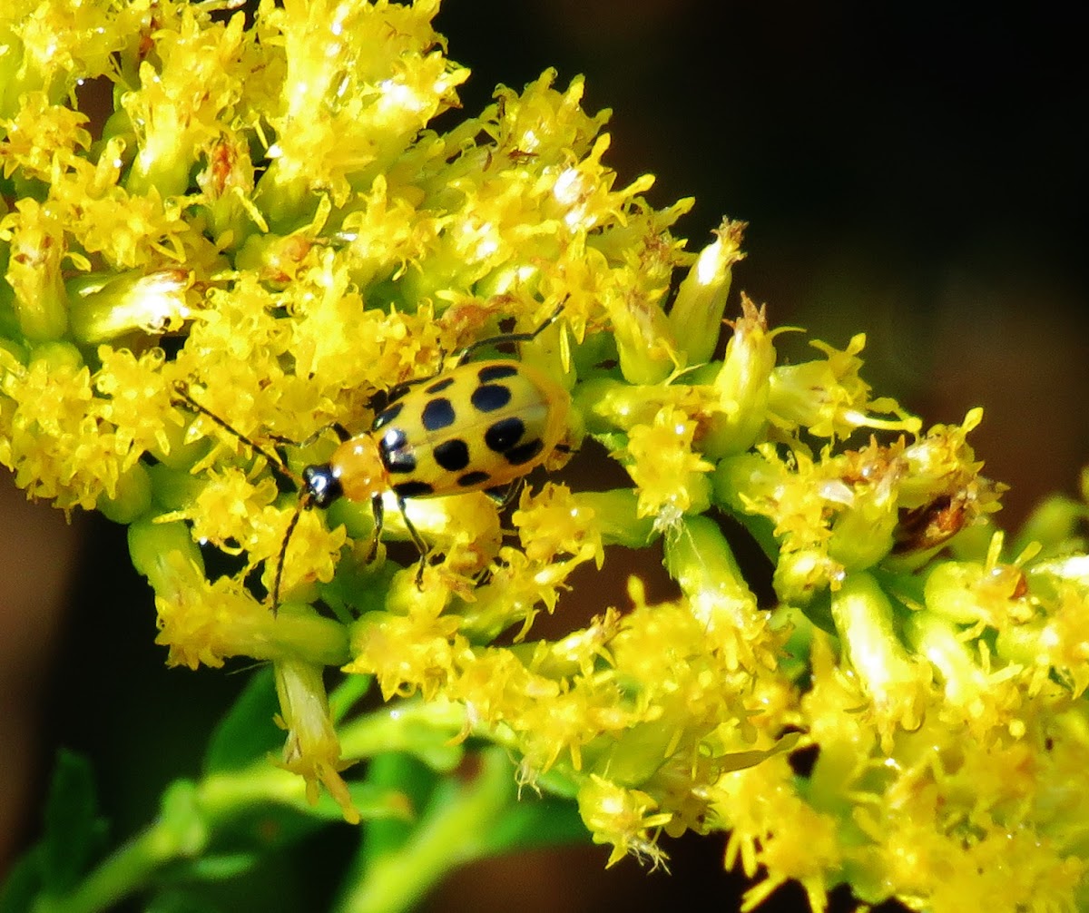 Spotted cucumber beetle