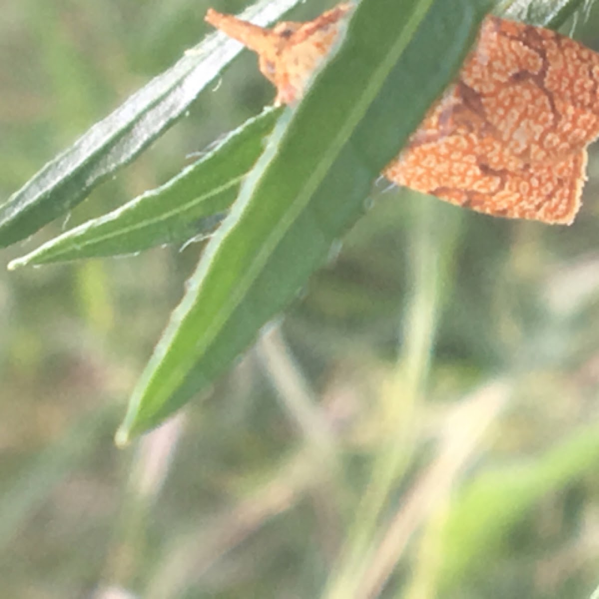 Reticulated Fruitworm Moth