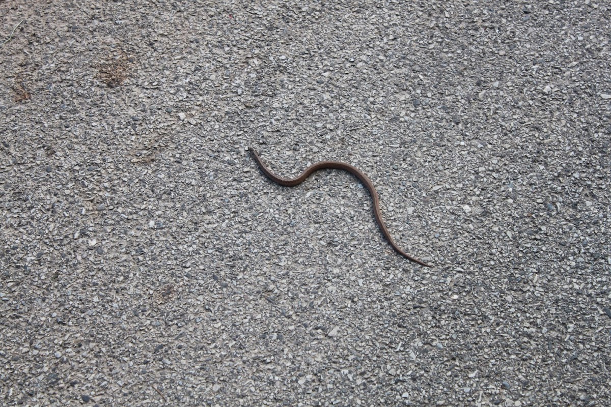 Unknown Snake