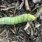 Imperial Moth Larvae