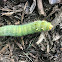 Imperial Moth Larvae