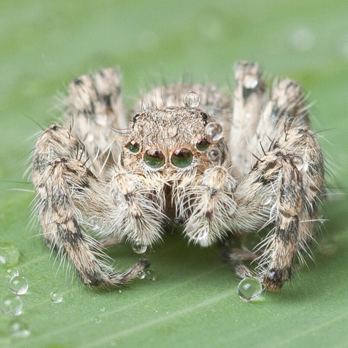 Jumping Spider