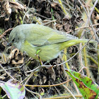 Pine warbler