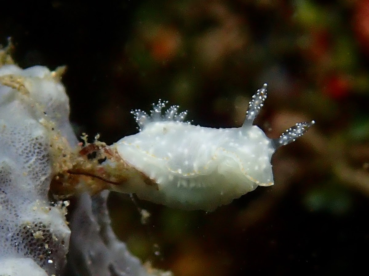 Nudibranch