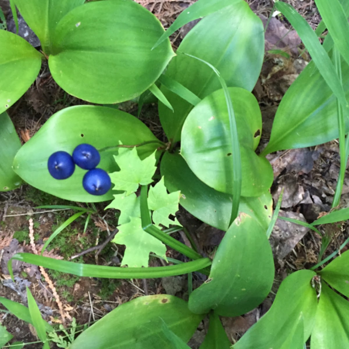 Blue bead lily