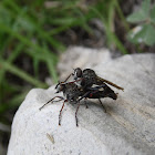 Robber Fly