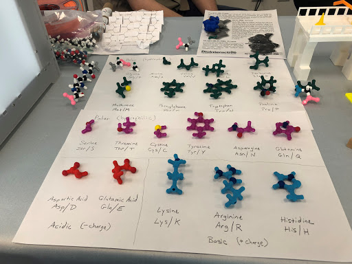 3D printed amino acid models for the Biology Department