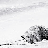 Si sta come d'inverno, sul ghiaccio, le foglie! di 