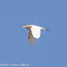 Cattle Egret; Garcilla Bueyera