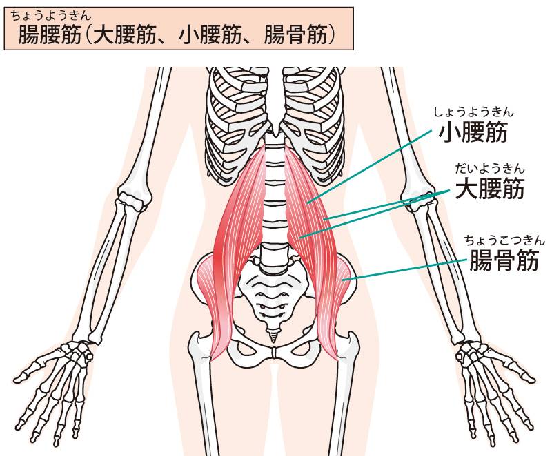 股関節を柔らかくするための秘訣 腸腰筋の硬さ を克服する方法 理学療法士がアドバイス Trill トリル