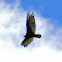 turkey vulture